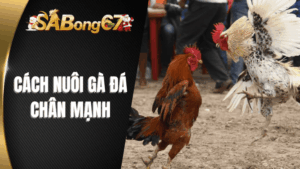 Cách Nuôi Gà Đá Chân Mạnh