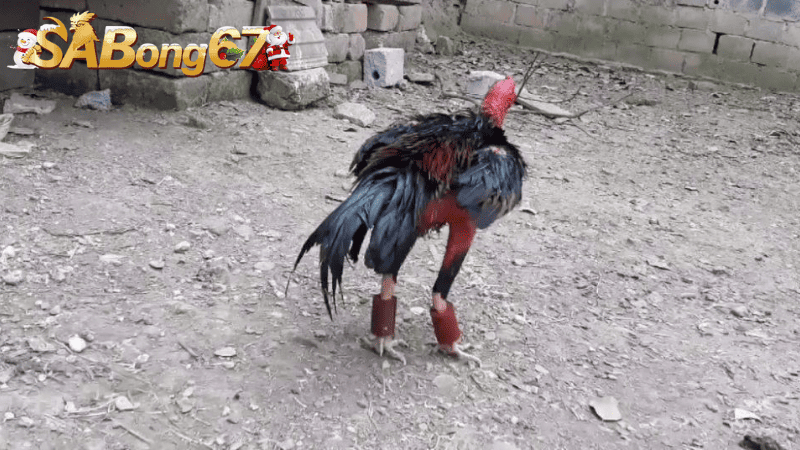 Đeo tạ để tăng cơ đùi cho gà