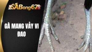 Gà Mang Vảy Vi Đao