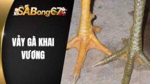 Vảy Gà Khai Vương