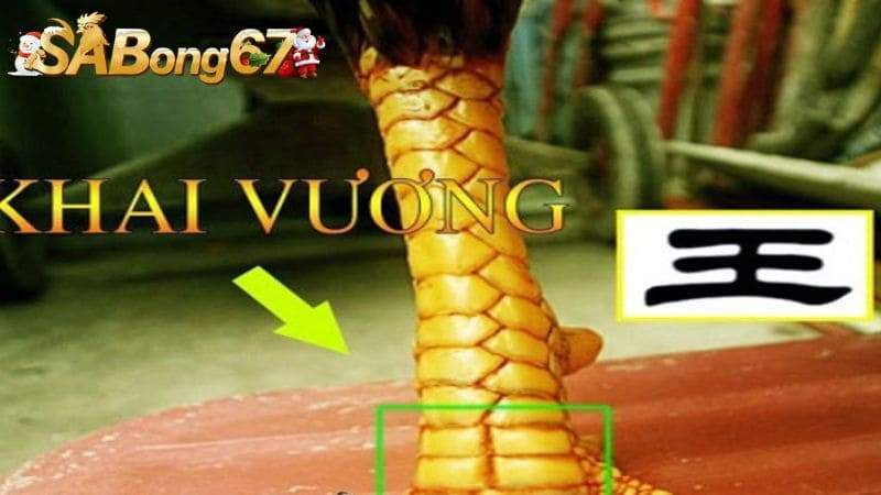 Đặc điểm của vảy gà Khai Vương