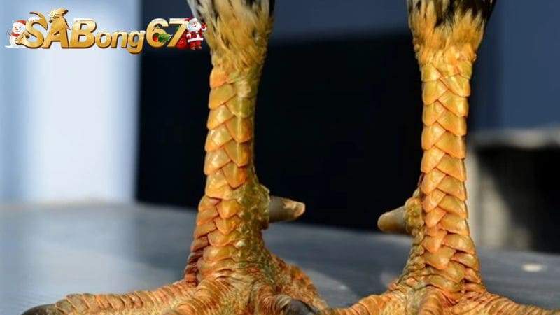 Giới thiệu sơ lược về vảy Hổ Khẩu