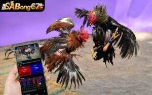 Đá Gà Trực Tuyến 8KBET