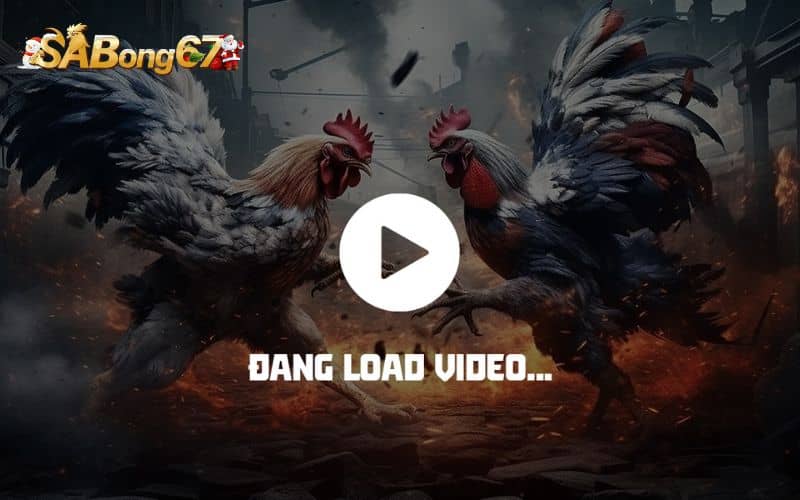 SV388 phát sóng nhiều trường gà danh tiếng tại Campuchia và Philippines