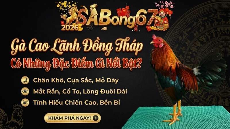 Gà Cao Lãnh Đồng Tháp Có Những Đặc Điểm Gì Nổi Bật?
